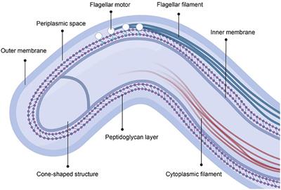 Neurosyphilis: insights into its pathogenesis, susceptibility, diagnosis, treatment, and prevention